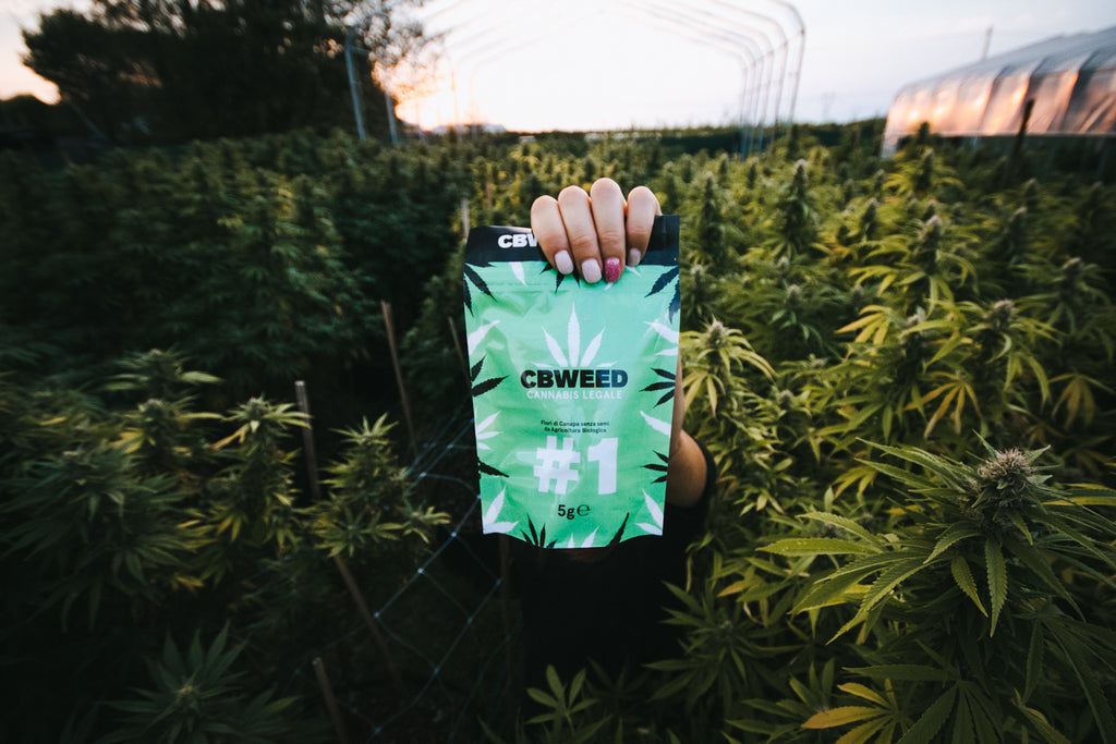 #1/2g CBD coltivazione indoor