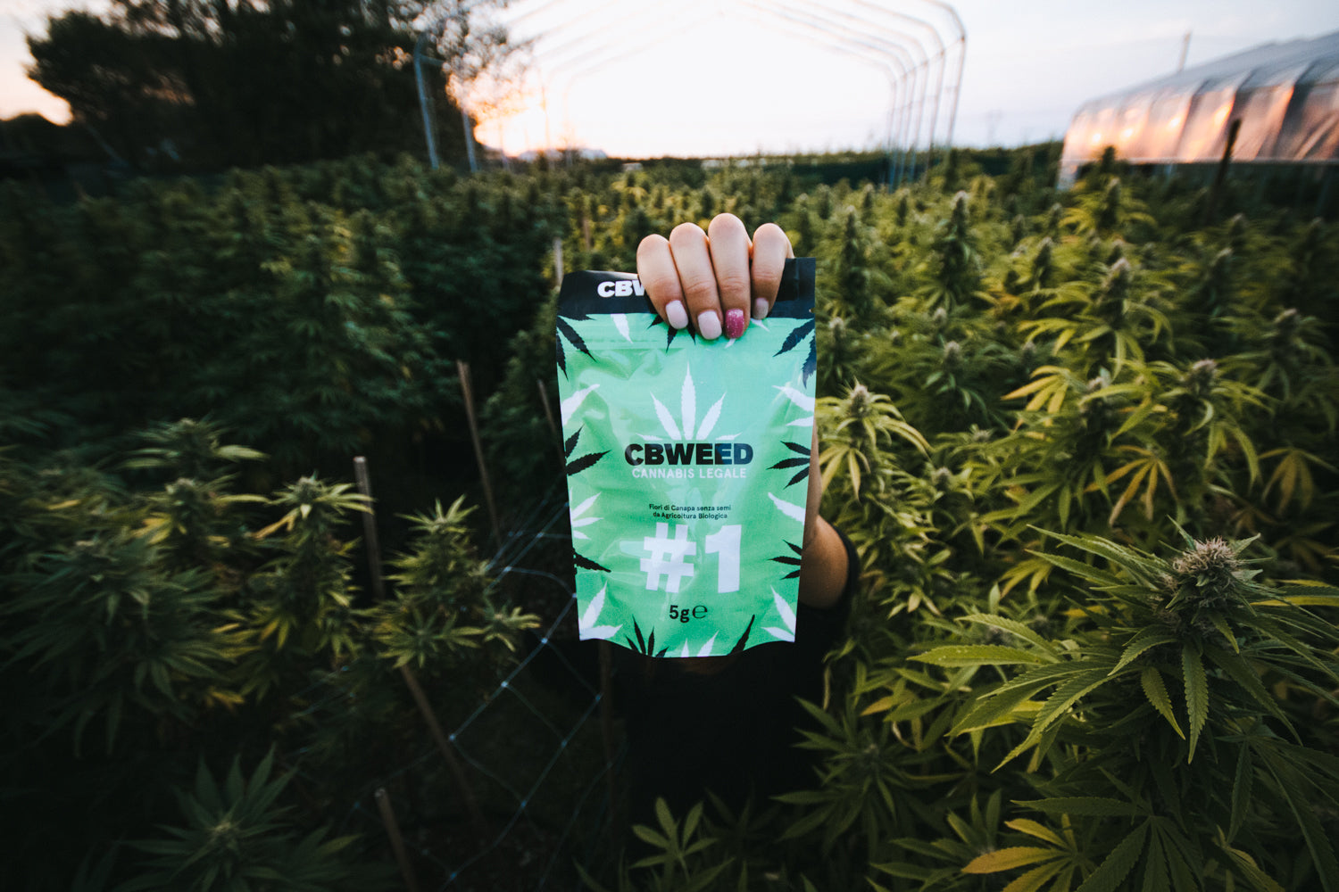 #1 CBD 5g coltivazione indoor