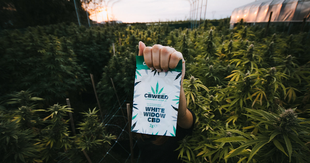 White widow 2g CBD coltivazione indoor